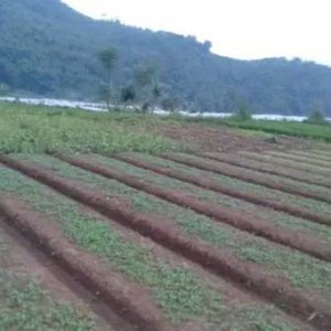 Dijual Tanah Luas di Ciherang Cipanas