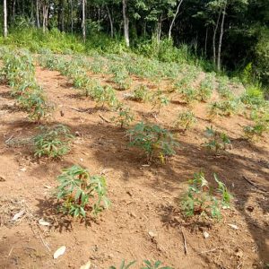 Dijual Tanah Luas di Cibeber Cianjur