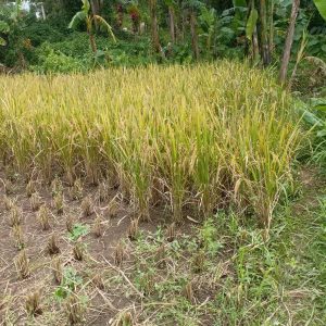 Dijual Sawah di Cianjur Cangklek