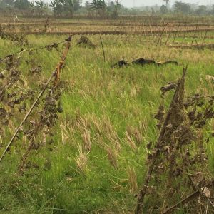 Dijual Tanah Sawah di Karangtengah Cianjur