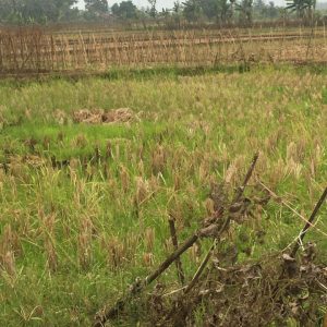 Dijual Tanah Sawah di Karangtengah Cianjur