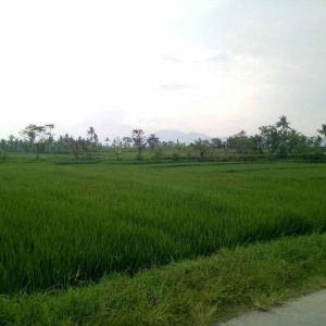Di Jual Sawah aktif di Karangtengah