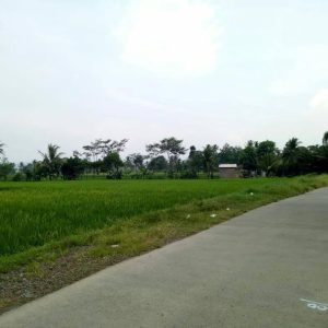 Di Jual Sawah aktif di Karangtengah