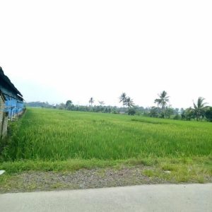 Di Jual Sawah aktif di Karangtengah