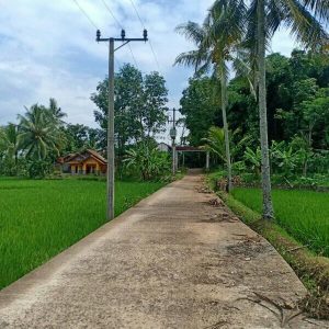 Di Jual Sawah aktif di Lagensari, Karangtengah