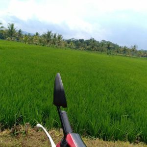 Di Jual Sawah aktif di Lagensari, Karangtengah
