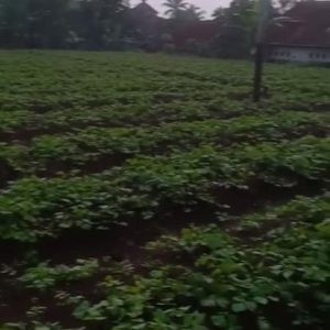 Di Jual Tanah Darat di Nagrak Cianjur