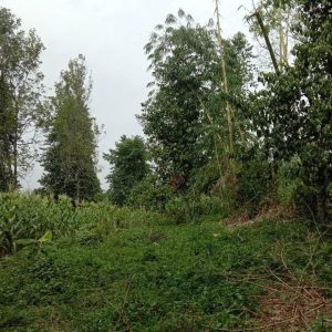 Di Jual Tanah di Cimanggu Cibeber