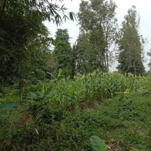 Di Jual Tanah di Cimanggu Cibeber