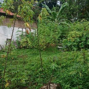 Di Jual Rumah dan Kios di Bojong Picung