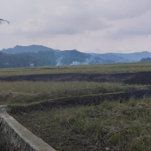 Dijual Cepat Sawah di Desa Salam Nunggal, Cibeber