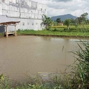 Di Jual Sawah di Warungkondang