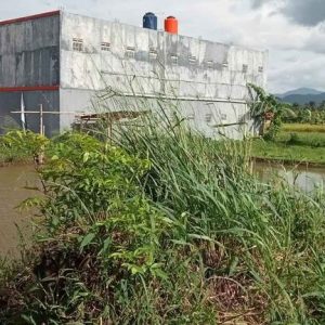 Di Jual Sawah di Warungkondang