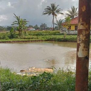 Di Jual Sawah di Warungkondang
