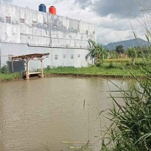 Di Jual Sawah di Warungkondang