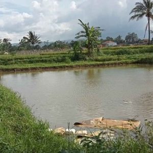 Di Jual Sawah di Warungkondang