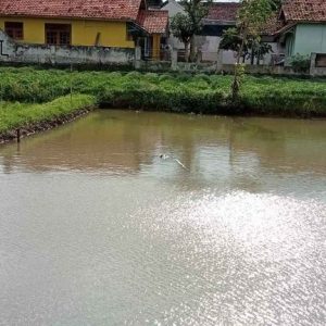 Di Jual Sawah di Warungkondang
