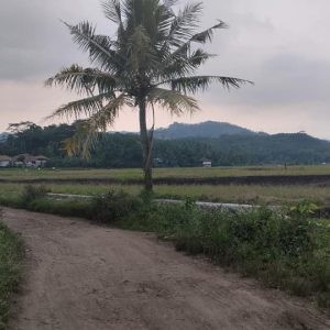 Dijual Cepat Sawah di Desa Salam Nunggal, Cibeber