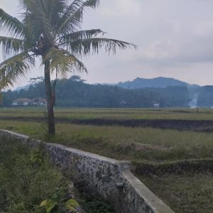 Dijual Cepat Sawah di Desa Salam Nunggal, Cibeber