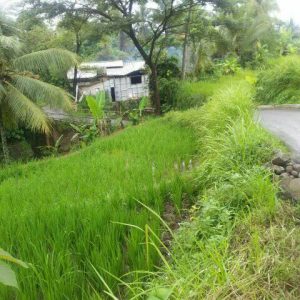 Dijual Sawah pinggir Jalan di Karangtengah, Cianjur