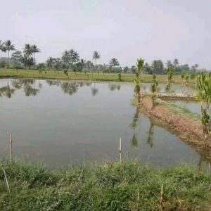 Dijual Sawah/Kolam di Jl. Arwinda Cianjur