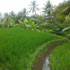 Dijual Sawah pinggir Jalan di Karangtengah, Cianjur