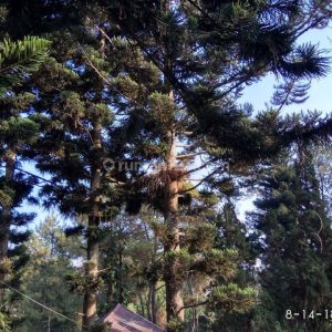 Dijual Villa di Cipanas Puncak