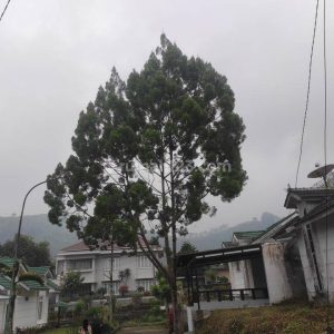 Dijual Rumah Hitungan Tanah Saja Cocok Untuk Villa di Cipanas