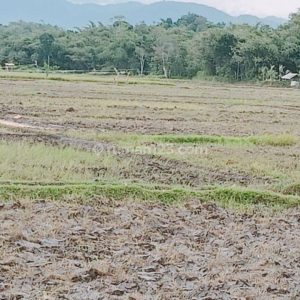 Dijual Sawah Produktif di Ciranjang, Cianjur