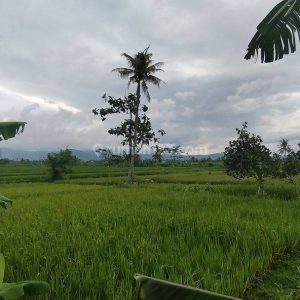 Dijual Tanah Strategis di Limbangansari, Cianjur
