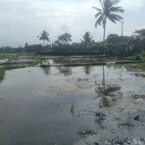 Dijual Lahan Strategis pinggir Jalan Cipeyeum, Haurwangi