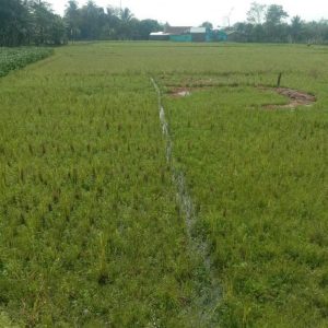 Dijual Tanah Murah pinggir Jalan Karangtengah