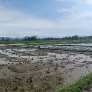 Dijual Lahan Strategis pinggir Jalan Cipeyeum, Haurwangi