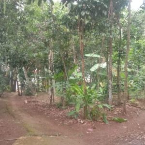 Dijual cepat Tanah Datar di Cibeber, Cianjur