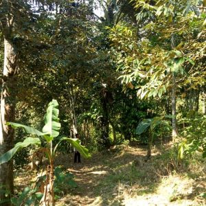 Dijual Tanah Kebun di Cibeber