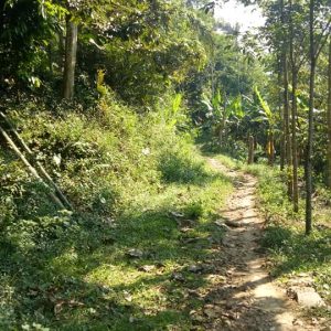 Dijual Tanah Kebun di Cibeber