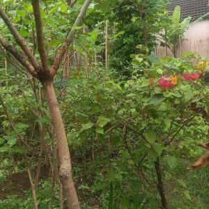 Dijual Rumah di Perumahan Pandanjaya Residence, Karangtengah