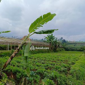 Dijual Tanah Komersial di Jl Cipendawa, Cipanas