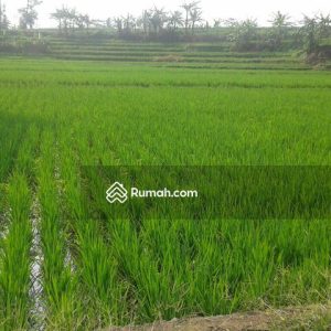 Dijual Tanah Sawah di Sirnagalih Cilaku