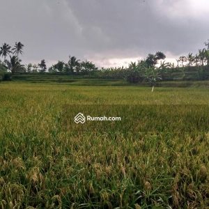 Dijual Tanah Sawah di Sirnagalih Cilaku