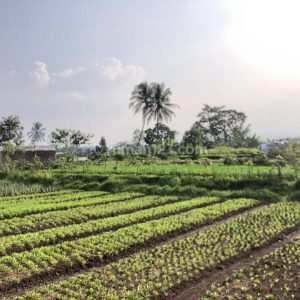 Dijual Tanah Bonus Bangunan di Nagrak Cianjur Kota