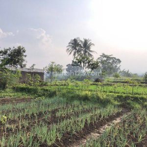 Dijual Tanah Bonus Bangunan di Nagrak Cianjur Kota