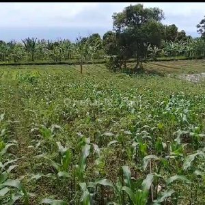 Dijual Tanah Cocok Untuk Villa di Cugenang