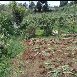 Dijual Tanah Cocok Untuk Villa di Cugenang