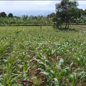 Dijual Tanah Cocok Untuk Villa di Cugenang