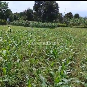 Dijual Tanah Cocok Untuk Villa di Cugenang