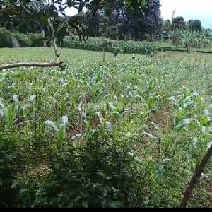 Dijual Tanah Cocok Untuk Villa di Cugenang