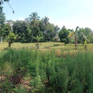 Dijual Tanah di Cianjur Kota