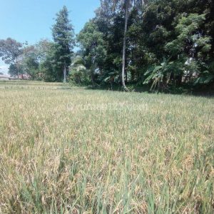 Dijual Tanah di Cianjur Kota