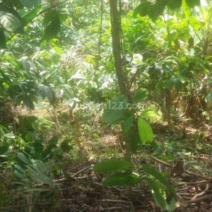 Dijual Tanah di Jonggol Cianjur